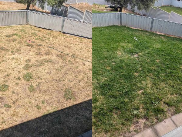 An image of the before and after of a lawn that is been revived using this advice.