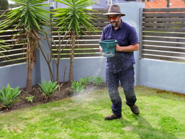 A photo of a man spreading fertiliser evenly on his lawn