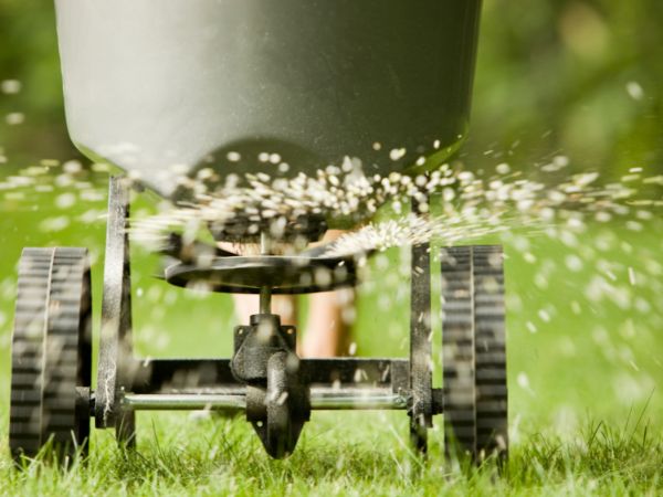 Lawn fertiliser being spread across green grass in a Busselton backyard