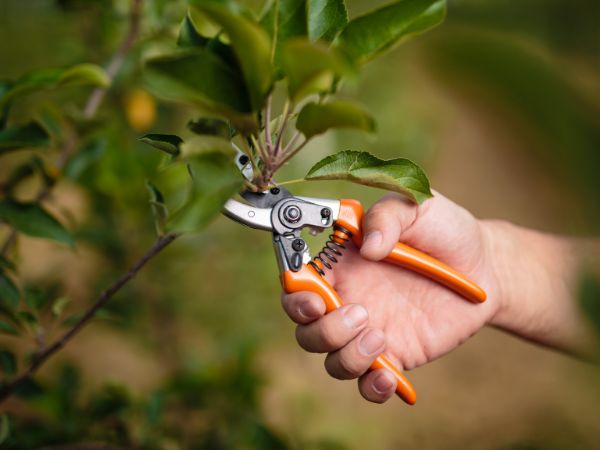 Person using pruning shears on fruit tree branches during spring garden maintenance