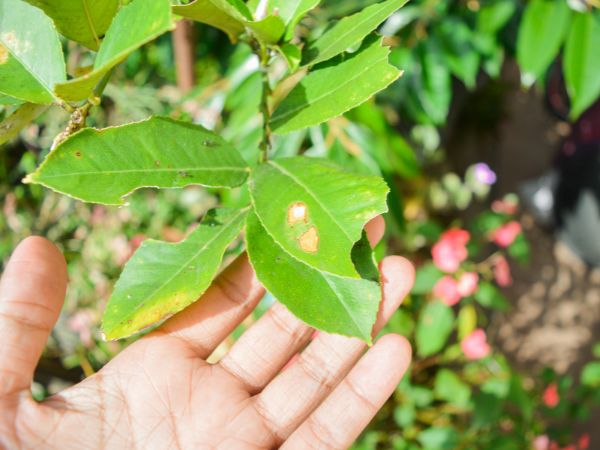 Close-up of garden pest damage on green leaves in a spring garden in WA