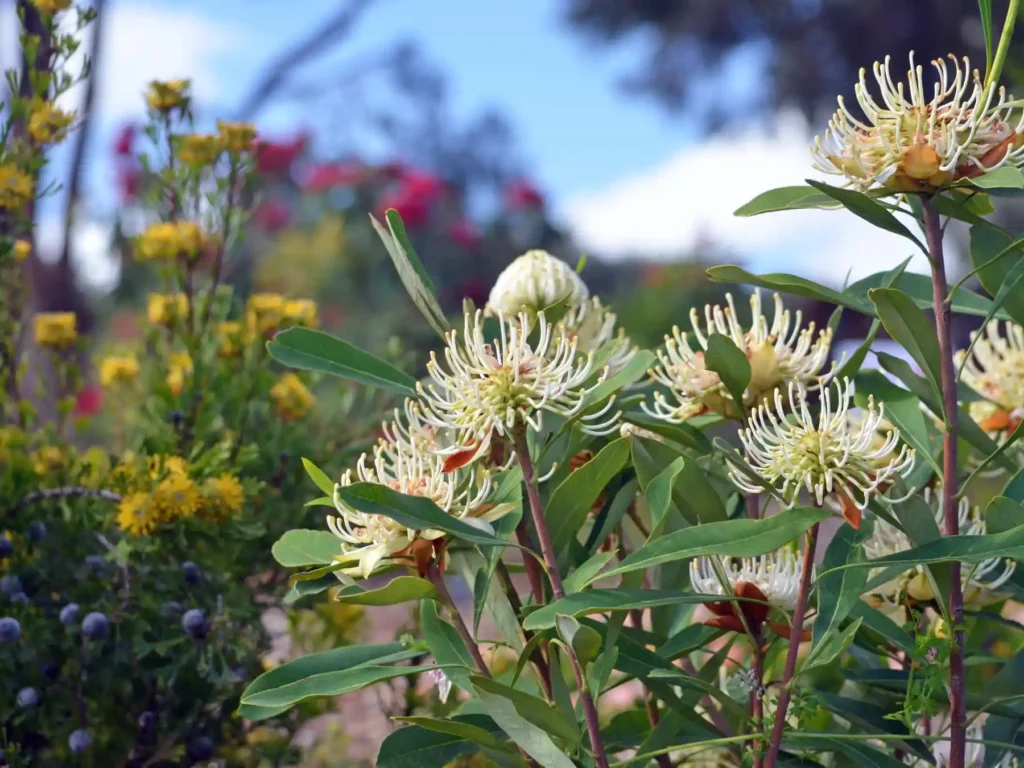 A vibrant native Australian spring garden display featuring blooming cream-coloured banksia or pincushion flowers surrounded by lush green foliage and yellow wildflowers under a blue South West sky.